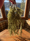 NWT Rolling Greens faux succulent, set of 3 Green Plant