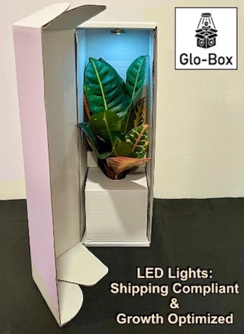 Plant shipping box with LED lights, open carton showing a potted green plant