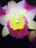 ORCHID PLANTS Otaara Hwa Yuan Bay She Shu one seedling no pot Orchids
