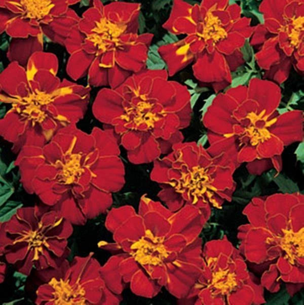 Marigold Seeds - French Safari  Red Seed Carnation
