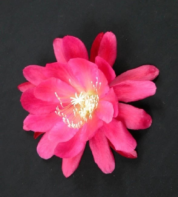 Pink orchid cactus flower with layered petals and yellow stamen center