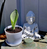 moonshine snake plant In Pot, Medium Size Orchids