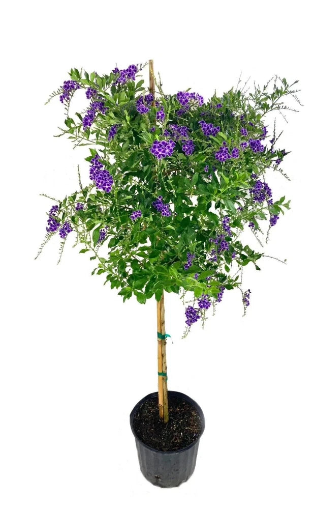 Potted live plant with dense purple orchid-like blossoms and green leaves