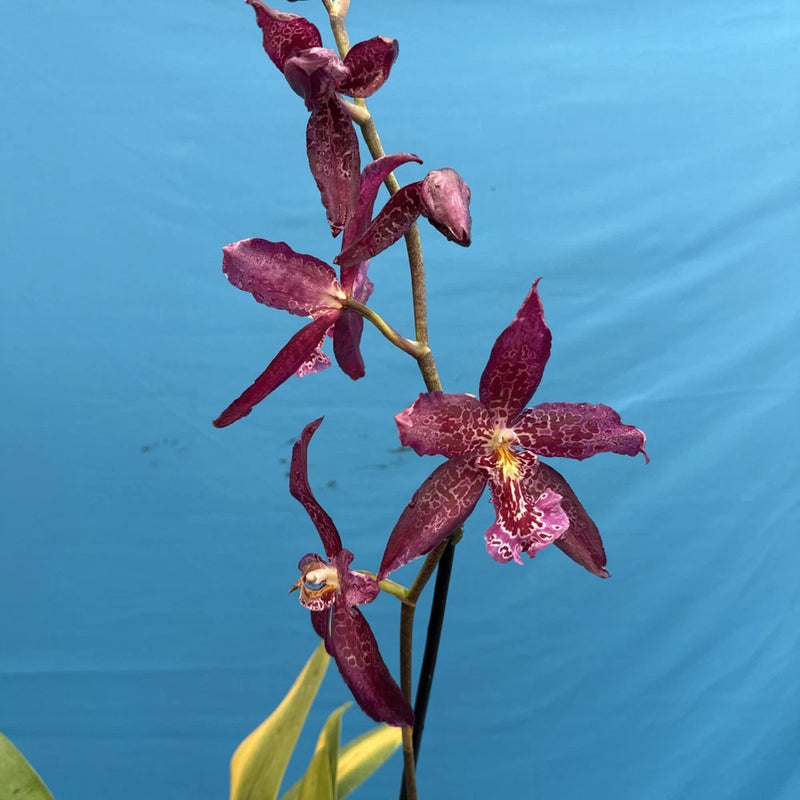 Purple oncidium orchid with dark maroon blooms and speckled petals