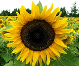 Mammoth Sunflower Seeds 25+ seeds Sunflower