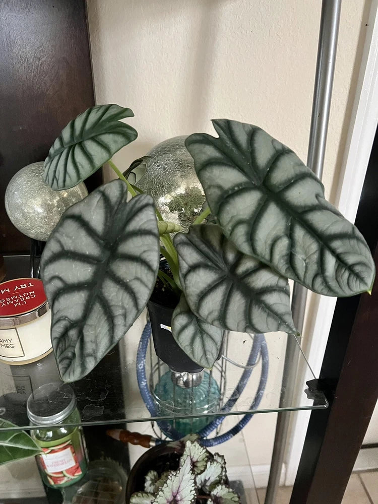 Alocasia plant with dark green heart-shaped leaves and light veined pattern