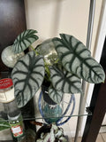 Alocasia Dragon Pot Included, Medium Size, Low Maintenance, Indoor Or Outdoor Orchids