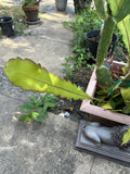 Mature Cuttings White EPIPHYLLUM Hookeri Fragrant Orchid Cactus STRICTUM Orchids