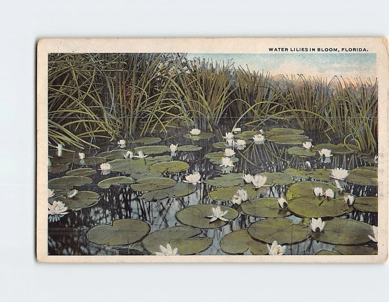 Water lily pond postcard with green lily pads and white water flowers