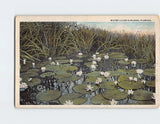 Postcard Water Lilies in Bloom Florida USA Lily