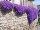 250 Aubrieta Seeds Cascade Purple Flower Plant Seed Set Brown Gardening Garden Plants