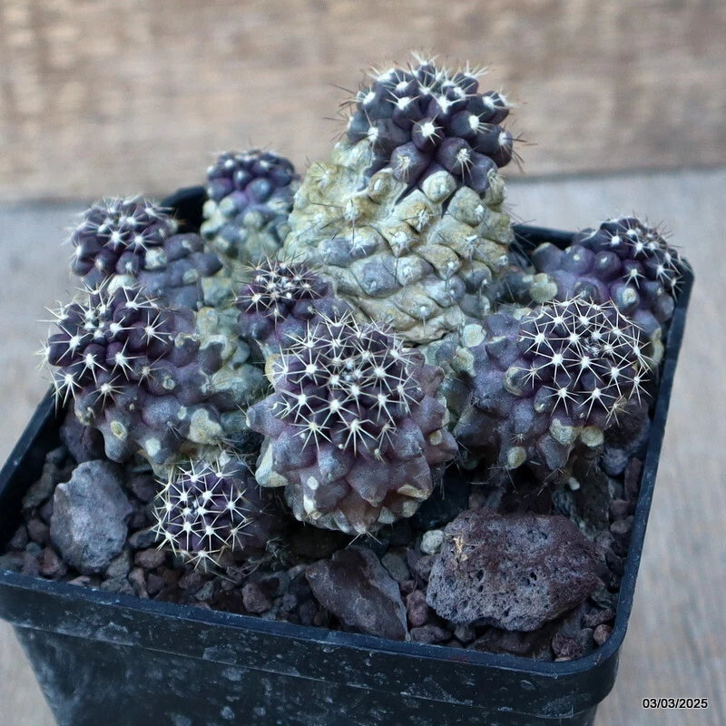 D3658 COPIAPOA MARITIMA pot10-H7-W11 cm MaMa Cactus Green Plant