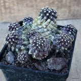 D3658 COPIAPOA MARITIMA pot10-H7-W11 cm MaMa Cactus Green Plant