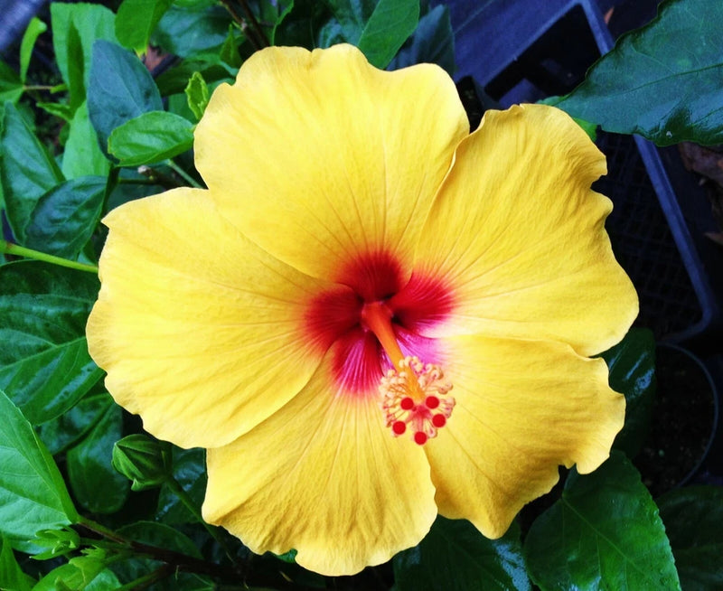 Yellow hibiscus mallow flower with red center