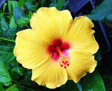 ____ MADAGASCAR hibiscus MOSCHEUTOS mallow  Malvaceae STARTER 7 cuttings HC6828 Orchids