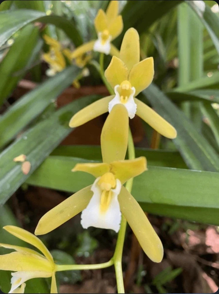 Cymbidium finleysonianum Alba Large Orchid Species Seedling Fresh Repot 2Ó Pot Orchids