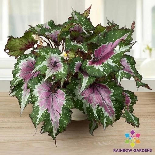 25+ Watermelon Party Begonia Seeds for Garden Planting - USA - FREE SHIPPING! Garden Plants