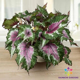 25+ Watermelon Party Begonia Seeds for Garden Planting - USA - FREE SHIPPING! Garden Plants
