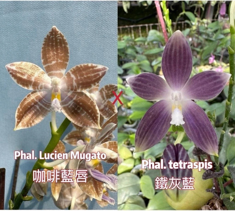 Phalaenopsis orchid flowers with brown speckled and purple striped petals