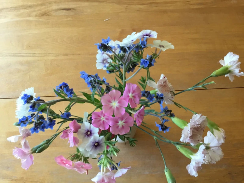 Cutting Flowers Bouquet Mix Seeds 100 Carnation