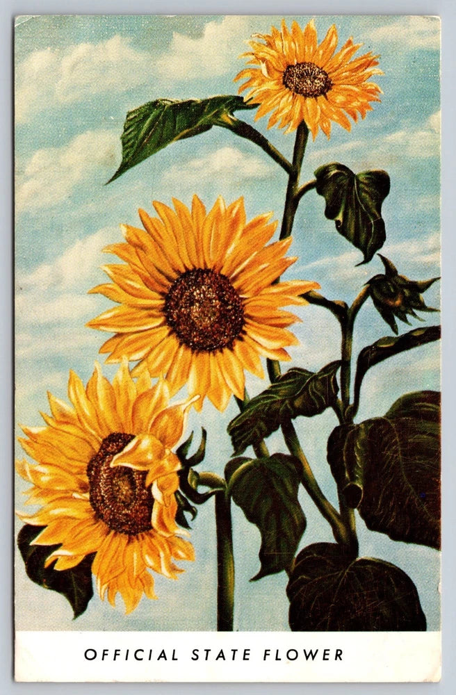 Vintage Kansas The Sunflower State Official Flower Postcard Unposted Sanders Sunflower