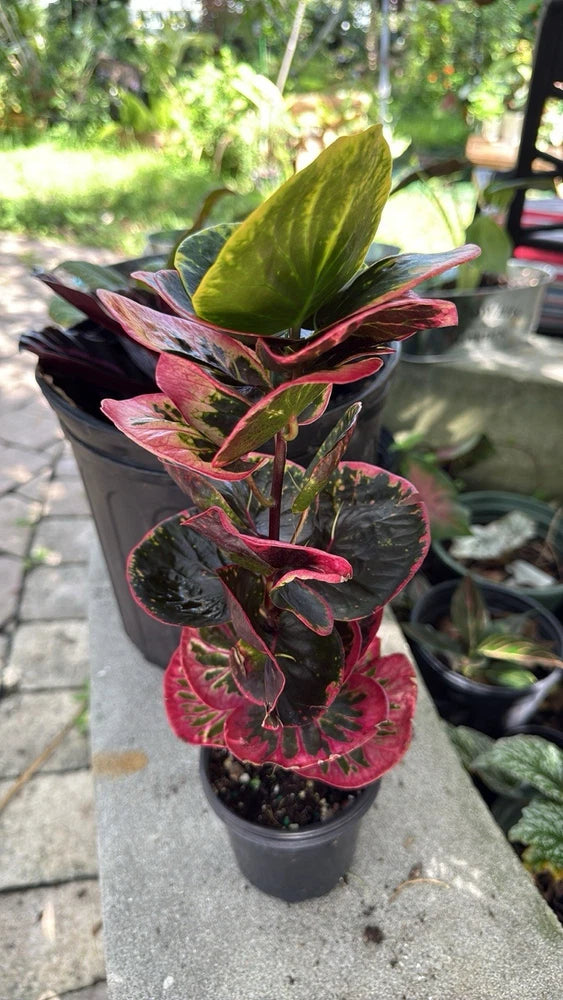 Croton rose plant in pot, green leaves with pink-red and dark purple variegation