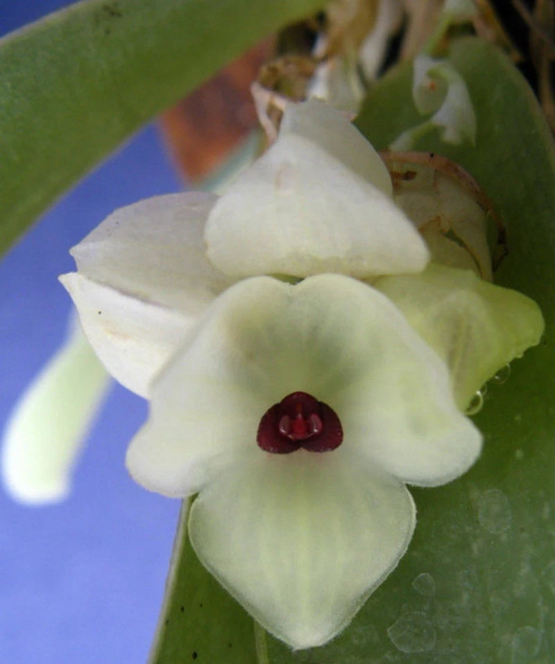 White Stelis orchid flower cluster with green leaves