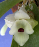 White Stelis orchid flower cluster with green leaves