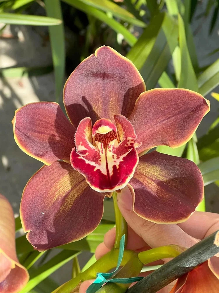 Maroon cymbidium orchid bloom with yellow edge and speckled center lip