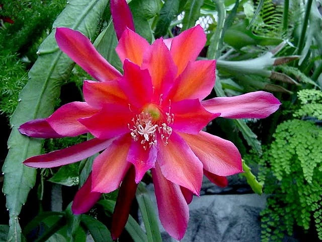 Orchid cactus flower with pink and orange petals and green foliage