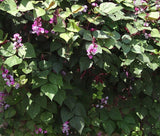 HYACINTH BEAN Lablab Purpureus - 100 Bulk Seeds Garden Plants