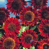 40 Seeds Purple Black Sunflower Moulin Rouge Large Gorgerous Ornamental Flowers Sunflower