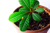 5 Madagascar Jewel seeds, Euphorbia leuconeura high quality seeds mini palm tree Flowering Plants