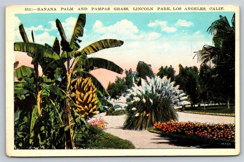 Postcard, California, Los Angeles, Linoln Park, Banan Palm and Pampas grass, A23 Pampas Grass