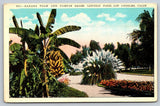 Postcard, California, Los Angeles, Linoln Park, Banan Palm and Pampas grass, A23 Pampas Grass