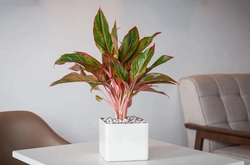 Potted aglaonema live plant with red and green variegated leaves in a white pot