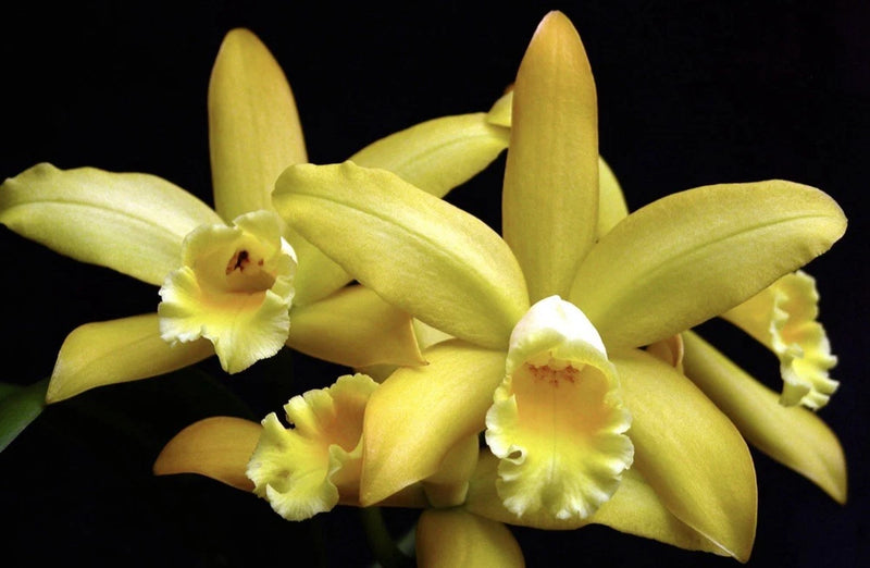 Yellow waxy orchid blossoms with ruffled petals, close-up floral cluster