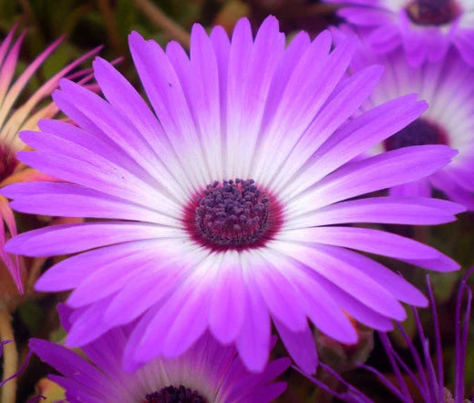 ICE PLANT PURPLE STARDUST Delosperma Floribunda - 200 Bulk Seeds Garden Plants