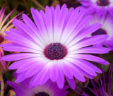 ICE PLANT PURPLE STARDUST Delosperma Floribunda - 200 Bulk Seeds Garden Plants