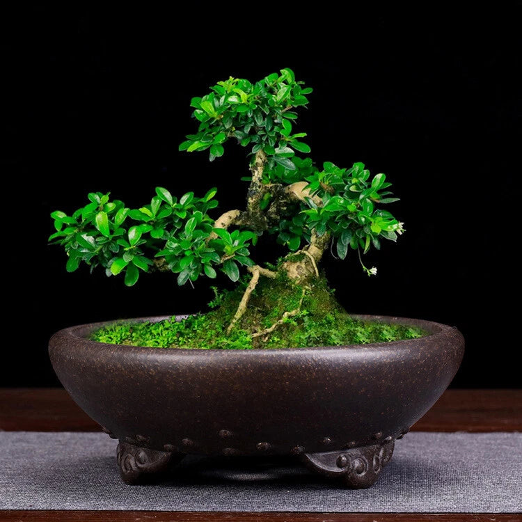 8.3in Chinese Vintage Yixing Zisha Flower Pot, Handmade Bonsai Garden Decor Garden Plants