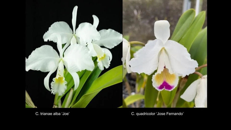 White Cattleya orchid bloom with yellow center and purple throat on green leaves