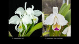 Cattleya Madonna (trianae v. alba 'Joe' x quadricolor 'J. Fernando') orchid Orchids