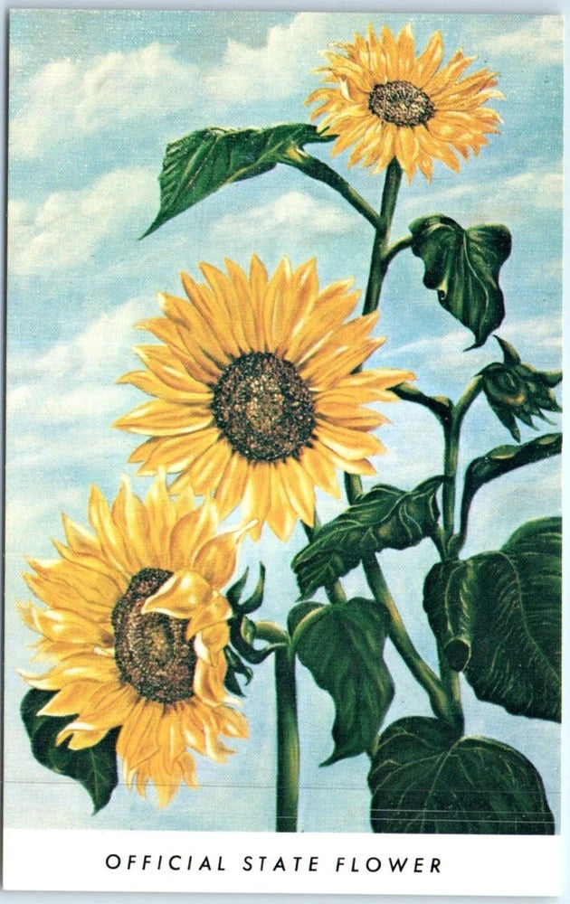 Sunflower illustrated postcard: yellow flowers, green leaves, 'OFFICIAL STATE FLOWER' text