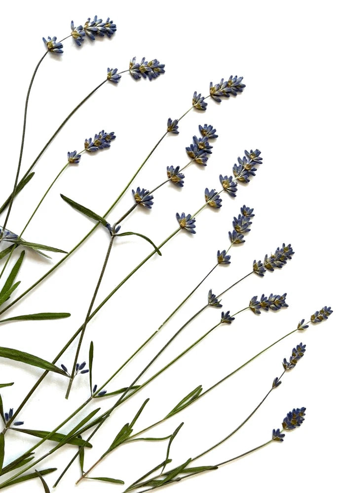 Real Pressed Organic Edible Lavender Flowers Ð Perfect for Creation Projects Dried Flower