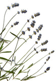 Real Pressed Organic Edible Lavender Flowers Ð Perfect for Creation Projects Dried Flower