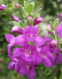 Set 2 Dwarf TX Sage Live Plant - 5-9" Tall - Silverleaf Purple Flowering Shrubs Flowering Plants