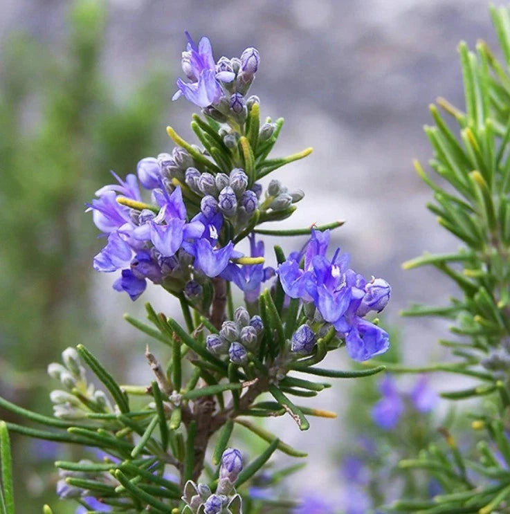 Set 3 Tuscan Blue Rosemary Starter Plants - 5-8" Tall - Hardy Fragrant Flower Green Plant