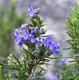 Set 3 Tuscan Blue Rosemary Starter Plants - 5-8" Tall - Hardy Fragrant Flower Green Plant