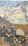 RANUNCULUS GLACIALIS~GLACIER BUTTERCUP OR CROWFOOT FLOWER POSTCARD Ranunculus