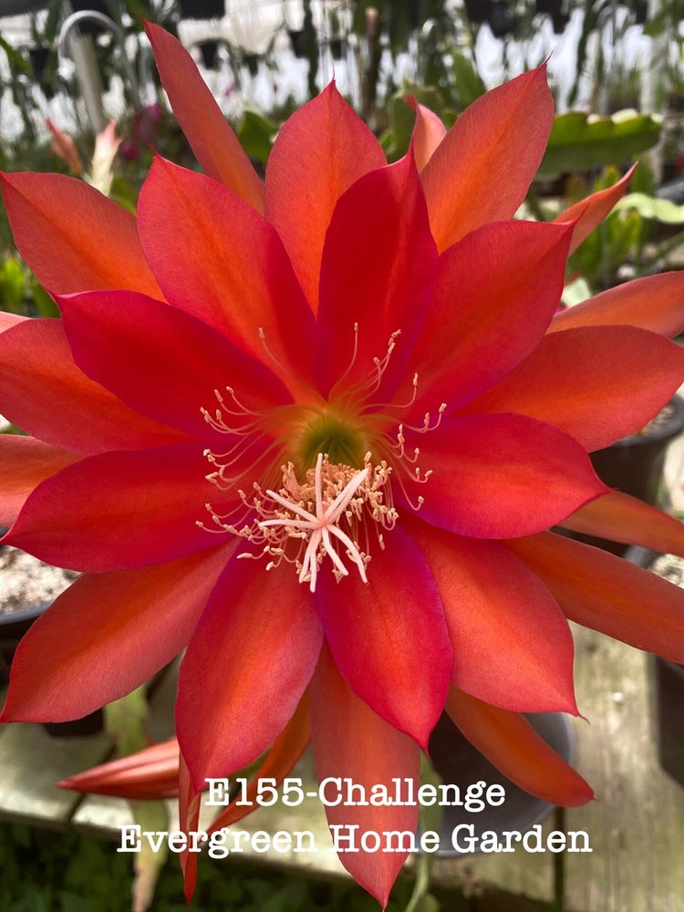 Red epiphyllum orchid cactus flower in small starter pot